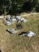 Assorted Duck Decoys