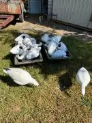 Assorted Duck Decoys